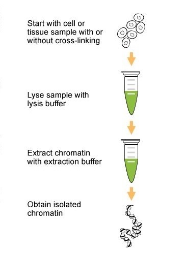 epigentek chromoplasts chromatin